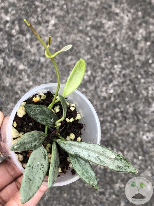 Rare Hoya Lima silver - B