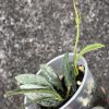 Rare Hoya Lima silver - B