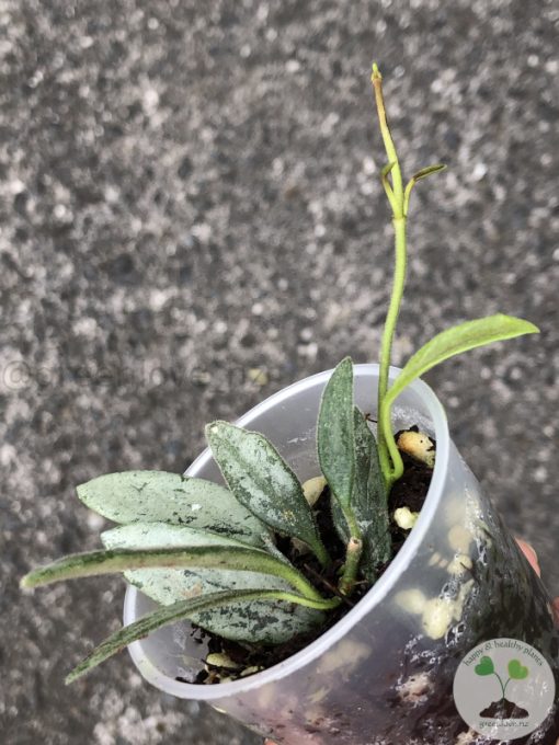 Rare Hoya Lima silver - B