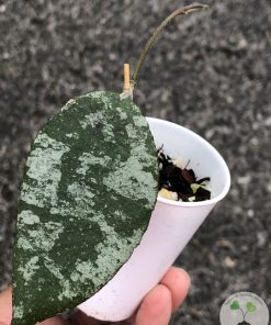 Hoya caudata Silver