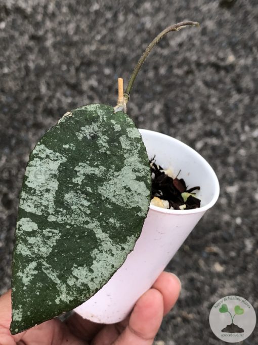 Hoya caudata Silver