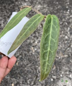 IMG_8685 Hoya hypolasia 'Long Leaf' - B