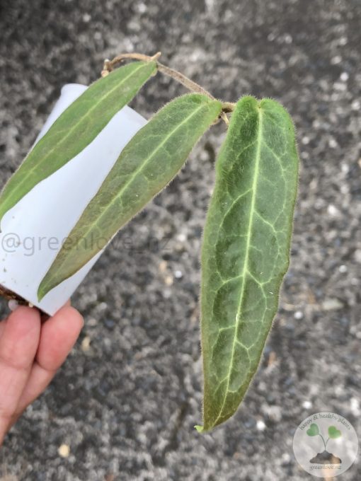Hoya hypolasia 'Long Leaf' - B