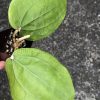 Hoya glabra Borneo