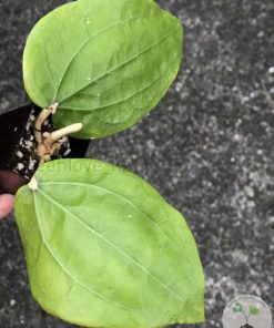 Hoya glabra Borneo