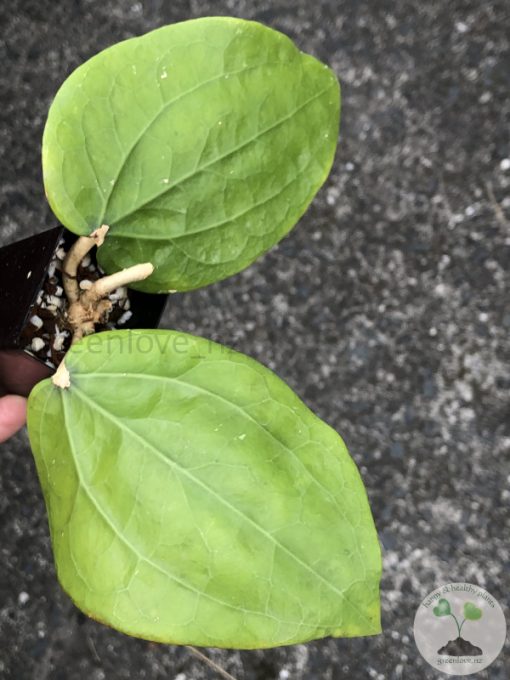 Hoya glabra Borneo