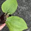 Hoya glabra Borneo