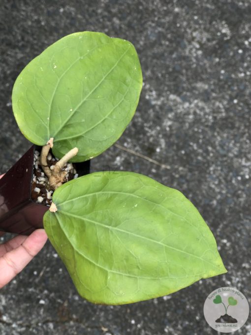 Hoya glabra Borneo