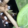Hoya glabra Borneo
