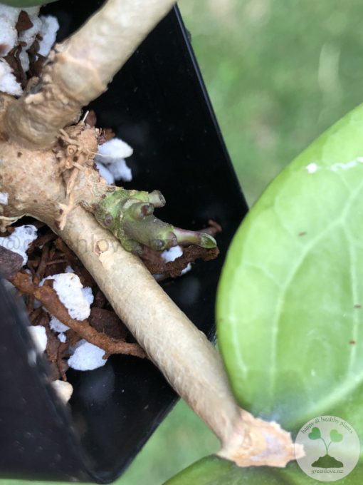 Hoya glabra Borneo