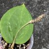 Hoya latifolia 'Snow Queen' - B