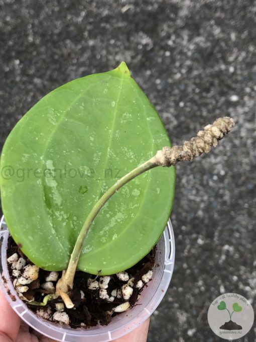 Hoya latifolia 'Snow Queen' - B