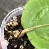 Hoya latifolia 'Snow Queen' - B