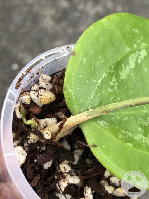 Hoya latifolia 'Snow Queen' - B
