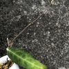 Hoya hypolasia 'Long Leaf' - A