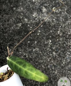 IMG_8698 Hoya hypolasia 'Long Leaf' - A