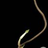 Hoya hypolasia 'Long Leaf' - A