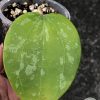 Hoya latifolia 'Snow Queen' - A