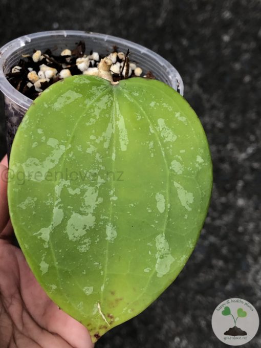 Hoya latifolia 'Snow Queen' - A