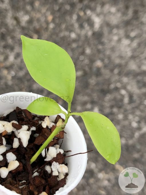 Hoya diptera - D