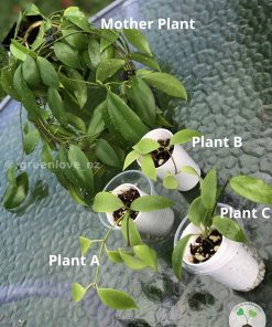 Hoya diptera