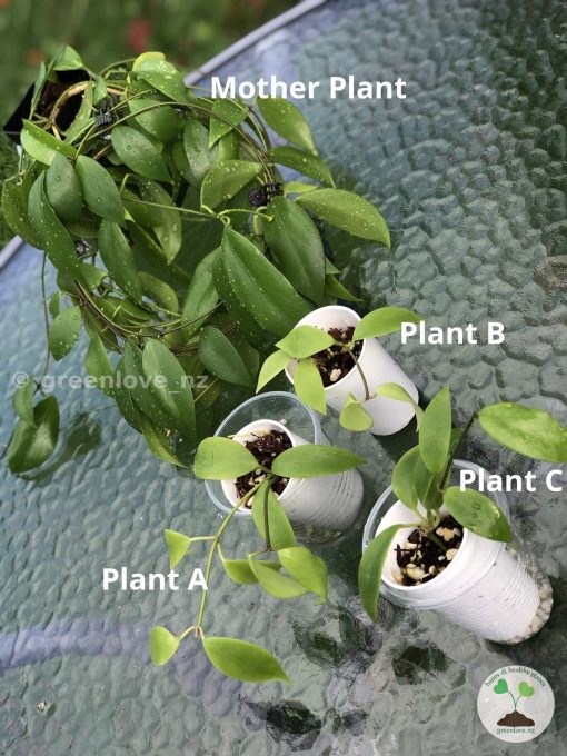 Hoya diptera