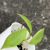 Hoya diptera - C