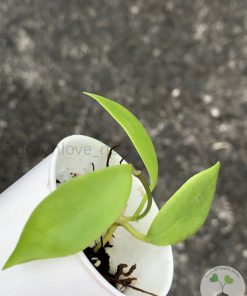 Hoya diptera - C