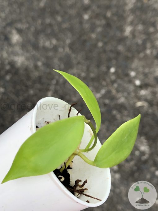 Hoya diptera - C