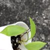 Hoya diptera - C