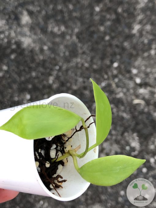 Hoya diptera - C