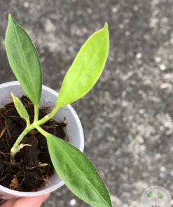 Hoya australis ssp. silver valley