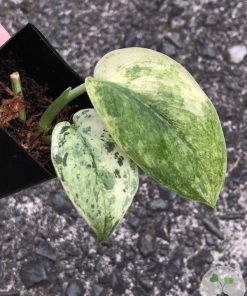 Scindapsus Silver Cloud Variegated - C
