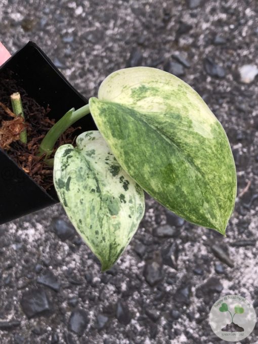 Scindapsus Silver Cloud Variegated - C