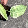 Scindapsus Silver Cloud Variegated - A
