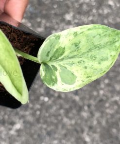 Scindapsus Silver Cloud Variegated - A