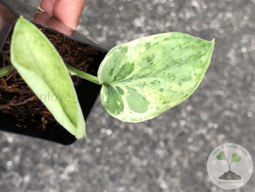 Scindapsus Silver Cloud Variegated - A