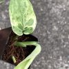 Scindapsus Silver Cloud Variegated - A