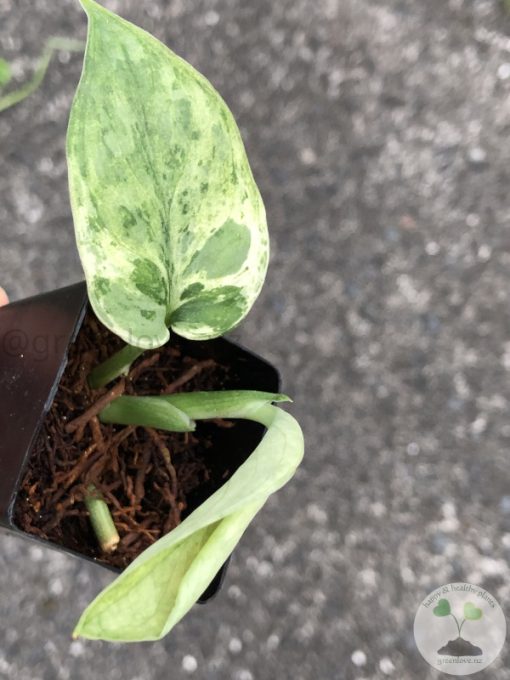 Scindapsus Silver Cloud Variegated - A