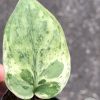 Scindapsus Silver Cloud Variegated - A