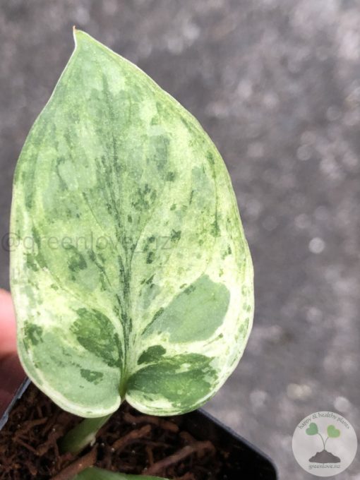 Scindapsus Silver Cloud Variegated - A