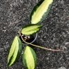 Hoya Latifolia Pot of Gold