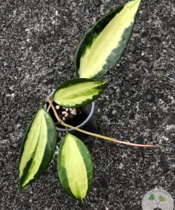 Hoya Latifolia Pot of Gold