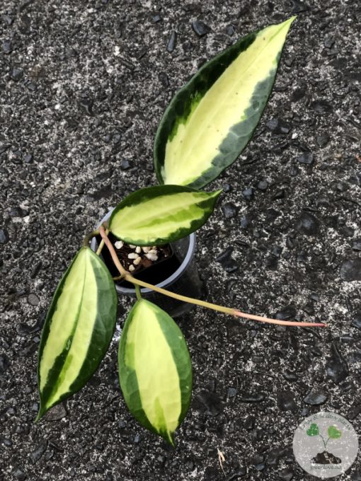 Hoya Latifolia Pot of Gold