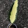 Hoya Latifolia Pot of Gold