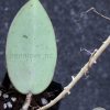 Hoya Silver dollar MB1405-AG