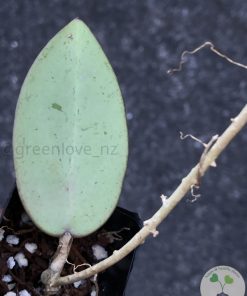 Hoya Silver dollar MB1405-AG