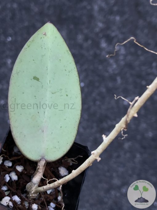 Hoya Silver dollar MB1405-AG