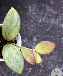 Hoya collina IR-26 sp Papua