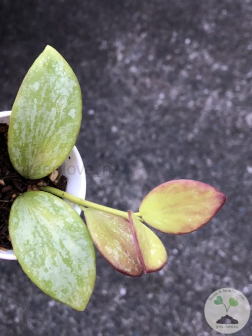 Hoya collina IR-26 sp Papua